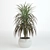 Tall Dracaena Plant 580mm 3D model small image 1