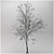 Winter Beauty Betula Tree 3D model small image 1