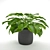 Lush Green Philodendron: A Stunning Evergreen Houseplant 3D model small image 1