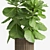 Lush Ficus Lyrata Palm: 2010-2012 Variant 3D model small image 2