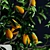 Realistic Kumquat and Plum Ceramic Decor 3D model small image 2