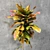 Lush and Vibrant Croton Plant 3D model small image 2