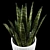 Large Sansevieria Floor Plant 3D model small image 2