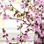 Cherry Blossom Delight 3D model small image 3