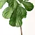 Exquisite Ficus Lyrata Model: 3DS Max & OBJ 3D model small image 2