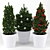 Festive Evergreen Christmas Tree 3D model small image 1