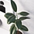 Elegant Ficus Decor Set 3D model small image 2