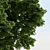 Architectural Filler: Broadleaf Beauty 3D model small image 2