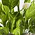 Detailed Spathiphyllum Plant Model 3D model small image 2