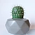 Title: Prickly Potted Cactus Duo 3D model small image 3