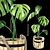 Wooden Tub Monstera: Blend Excluded 3D model small image 1