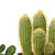 Realistic Cactus Set 3D model small image 2