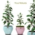 Stunning Ficus Robusta Set 1! 3D model small image 1