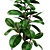 Ficus Robusta Bundle: Set of 2 3D model small image 2