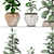 Ficus Robusta Bundle: Set of 2 3D model small image 3