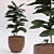 Tall Fiddle Leaf Fig: 40cm 3D model small image 1