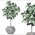 Lush Ficus Leafy Plant 3D model small image 3