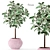 Elegant Ficus Tree: Beautiful, Low Maintenance 3D model small image 1