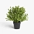 Vibrant Plant Collection 3D model small image 4