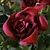 Everlasting Love: Belated Valentine's Roses 3D model small image 2