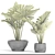 Exquisite Licuala Spinosa Palm 3D model small image 3