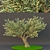 Evergreen beauty: Poly Oliva 3D model small image 1