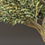 Evergreen beauty: Poly Oliva 3D model small image 3