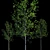 Tall Tree Models: 3m Height 3D model small image 2