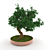 Elegant Bonsai in Pot 3D model small image 1
