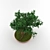 Elegant Bonsai in Pot 3D model small image 2