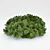 Botanically accurate Pittosporum model 3D model small image 1