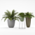 Lush Foliage Ferns 3D model small image 1