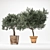 OliveTree: Green Oasis for Any Space 3D model small image 1