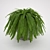 Elegant Boston Fern: Home Decor 3D model small image 2