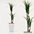 Dracaena Pot Plant 3D model small image 1