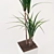 Dracaena Pot Plant 3D model small image 2