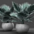 Blue Majesty Palm 3D model small image 1