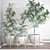 Ficus Robusta: Exquisite Potted Plant 3D model small image 3