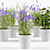 Concrete Pot Herb Collection 3D model small image 2