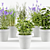 Concrete Pot Herb Collection 3D model small image 3