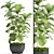 Lyrata Ficus: Elegant Indoor Plant 3D model small image 1