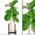 Lyrata Ficus Tree: Strikingly Beautiful 3D model small image 1
