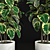 Variegated Ficus Elastica: Stunning Tree for Interiors 3D model small image 2