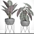 Exquisite Alocasia Collection 3D model small image 3