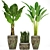 Tropical Plant Collection: Palm, Calathea, Sanservieria 3D model small image 1