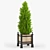 Thuja 3D Model with Textures 3D model small image 1