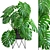 Tropical Delight: Monstera 2 3D model small image 1