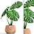 Tropical Dream Monstera: Exotic Beauty 3D model small image 1