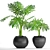 Tropical Plant Collection: Philodendron Selloum 3D model small image 1