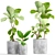 Ficus Lyrata: Gorgeous Pot Collection 3D model small image 1